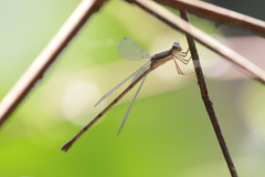 Lestes ochraceus