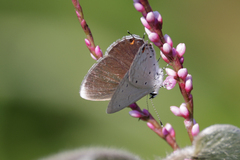 Eicochrysops hippocrates