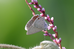 Eicochrysops hippocrates