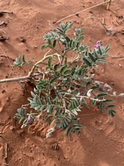 Astragalus desperatus