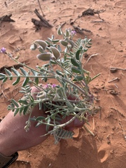 Astragalus desperatus
