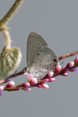 Eicochrysops hippocrates