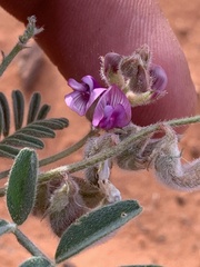 Astragalus desperatus