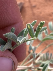 Astragalus desperatus