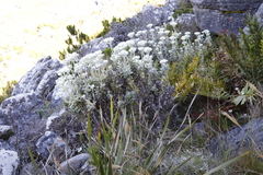 Helichrysum fruticans