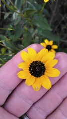 Rudbeckia