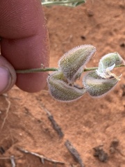 Astragalus desperatus