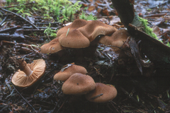 Cortinarius pholideus