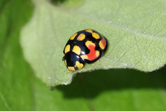 Cheilomenes sulphurea