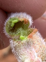 Astragalus desperatus