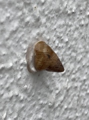 Cochlicella