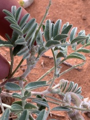 Astragalus desperatus