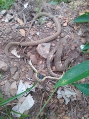 Corallus ruschenbergerii