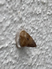 Cochlicella