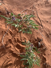 Lupinus pusillus