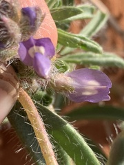 Lupinus pusillus