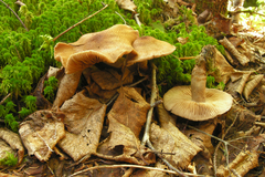 Cortinarius pholideus