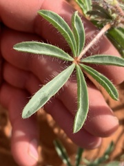 Lupinus pusillus