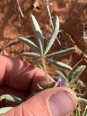 Lupinus pusillus