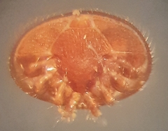 Varroa destructor