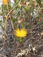 Lampranthus bicolor