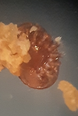 Varroa destructor