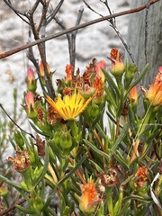 Lampranthus bicolor