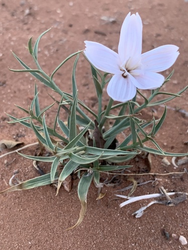 Lygodesmia grandiflora var. entrada