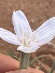 Lygodesmia grandiflora entrada