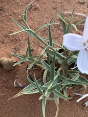 Lygodesmia grandiflora entrada