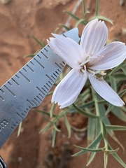 Lygodesmia grandiflora entrada