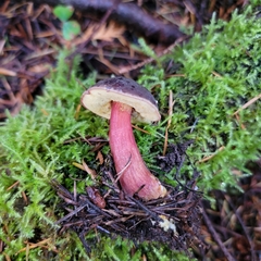 Xerocomellus atropurpureus