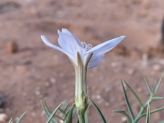 Lygodesmia grandiflora entrada