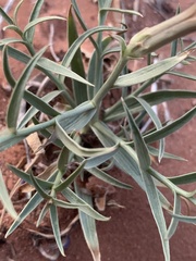 Lygodesmia grandiflora entrada