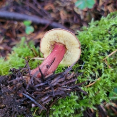 Xerocomellus atropurpureus