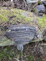 Fomitopsis ochracea