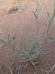 Lygodesmia grandiflora entrada