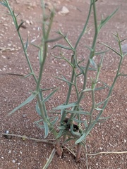 Lygodesmia grandiflora entrada