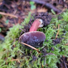 Xerocomellus atropurpureus