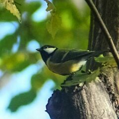 Parus major