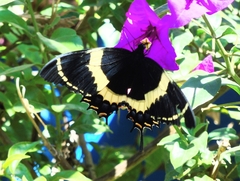 Papilio garamas