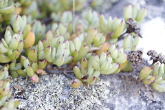 Lampranthus falciformis