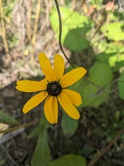 Rudbeckia