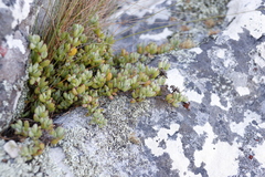Lampranthus falciformis
