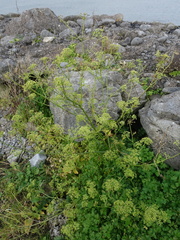 Petroselinum crispum