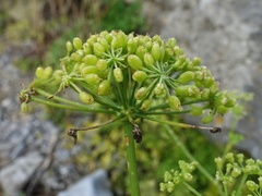 Petroselinum crispum
