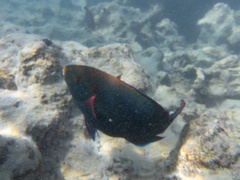 Scarus niger