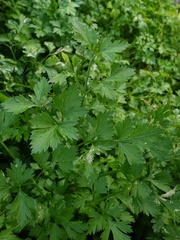 Petroselinum crispum