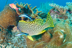 Labroides dimidiatus