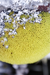 Hypodontium pomiforme